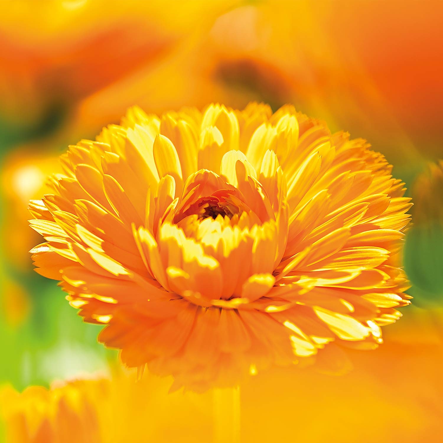image:imageWELEDA Bio Baby Calendula Cremebad veganer Naturkosmetik Badezusatz mit Mandell amp Sesaml pflegt die Haut amp schtzt sie vor dem Austrocknen Baby Bad ohne Tenside fr Babys amp Kinder 1x 200mlBaby Cremebad