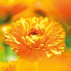 WELEDA Bio Baby Calendula Cremebad – veganer Naturkosmetik Badezusatz mit Mandelöl & Sesamöl pflegt die Haut & schützt sie vor dem Austrocknen. Baby Bad ohne Tenside für Babys & Kinder (1x 200ml)(Calendula Cremebad)