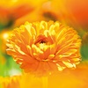 WELEDA Bio Baby Calendula Entspannungsbad – Naturkosmetik Badezusatz mit Bio Thymian pflegt die Haut & fördert einen ruhigen Schlaf. Baby Bad ohne Tenside für Babys & Kinder (vegan, 200ml)(200 ml (1er Pack))