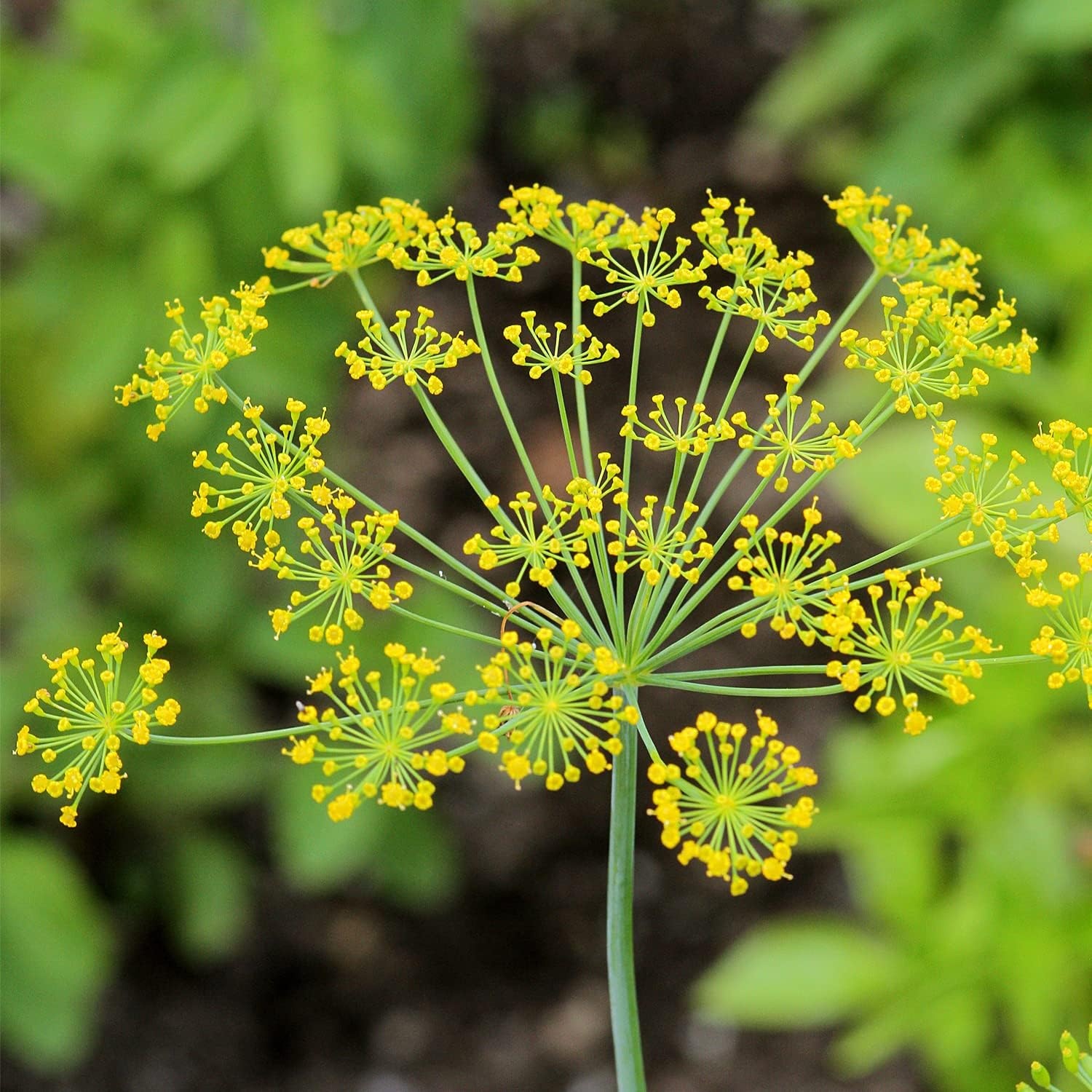 image:imageWeleda Weleda MutterpflegeTeebeutel 40g